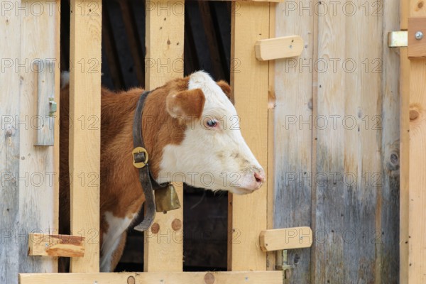 A Holstein-Friesian calf sticks its head through a wooden fence in the barn wall and looks out. Eng valley, Austria