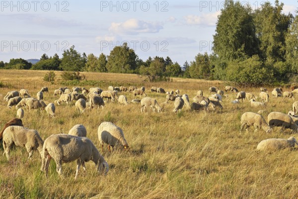 Flock of sheep in a heath landscape with heather (Calluna vulgaris) and birch trees and blue sky, Trupacher Heide nature reserve, Siegen, North Rhine-Westphalia, Germany