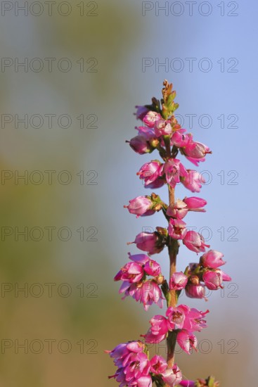 Flowering heather (Calluna vulgaris), heather, Trupacher Heide nature reserve, Siegen, North Rhine-Westphalia, Germany