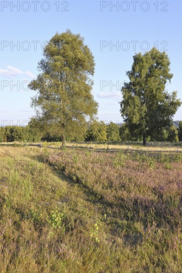 Heath landscape with heather (Calluna vulgaris) and birch trees and blue sky, Trupacher Heide nature reserve, Siegen, North Rhine-Westphalia, Germany