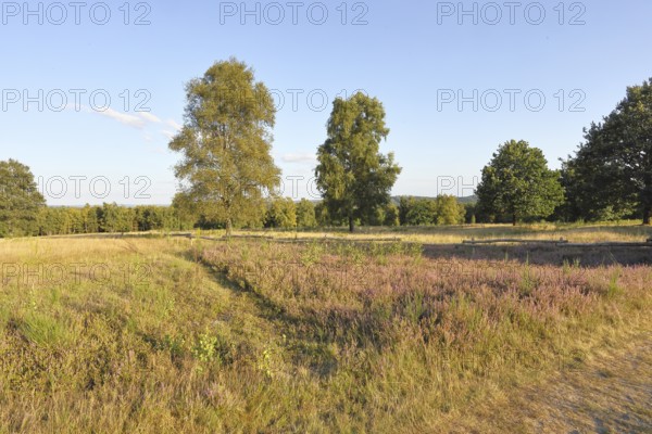 Heath landscape with heather (Calluna vulgaris) and birch trees and blue sky, Trupacher Heide nature reserve, Siegen, North Rhine-Westphalia, Germany