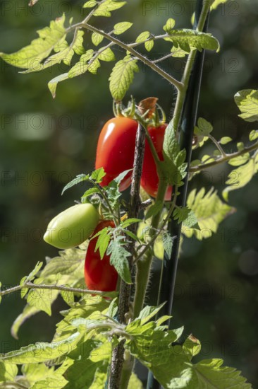Ripe tomatoes (Solanum lycopersicum) on the plant, Bavaria, Germany