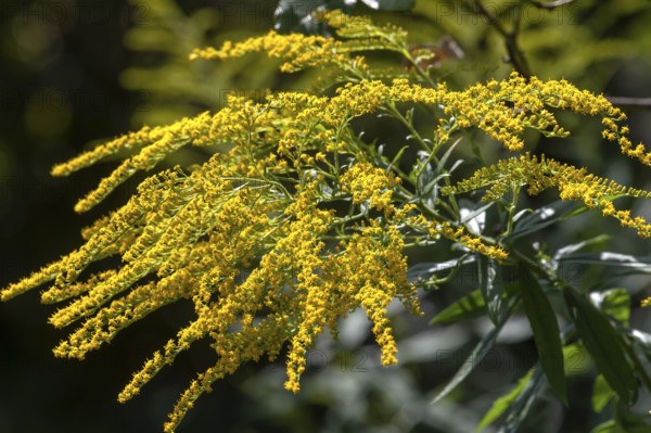 Blossoms of a goldenrod (Solidago), Bavaria, Germany