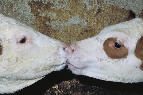 Two calves licking the milk from each other's snouts, Franconia, Bavaria, Germany
