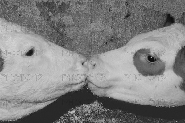 Two calves licking the milk from each other's snouts, black and white, Franconia, Bavaria, Germany