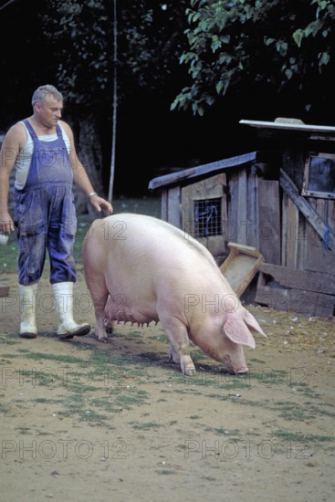 Farmer leading a sow on the farm, Bavaria, Germany