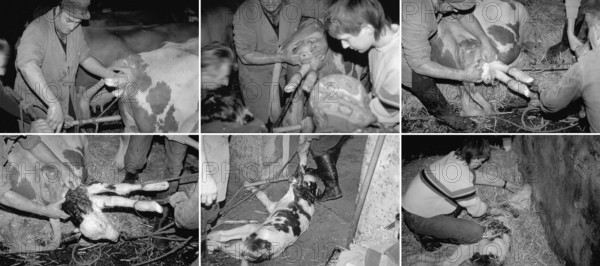 Birth of a calf in the. Cowshed, series, black and white, Franconia, Bavaria, Germany