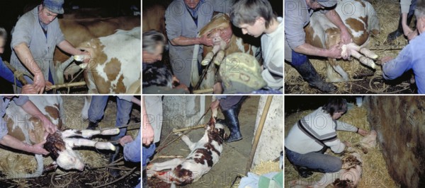Birth of a calf in the. Cowshed, Series, Franconia, Bavaria, Germany