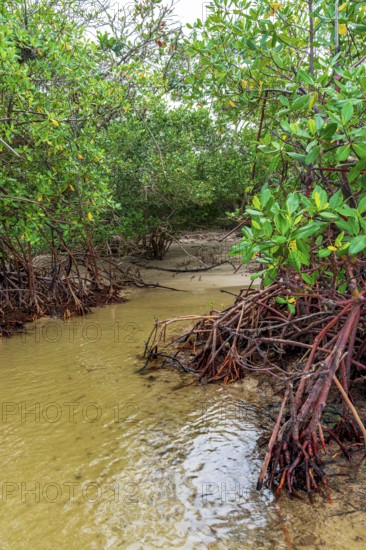 Entering the dense vegetation of the mangroves on Sargi beach in Serra Grande, Bahia, Brazil