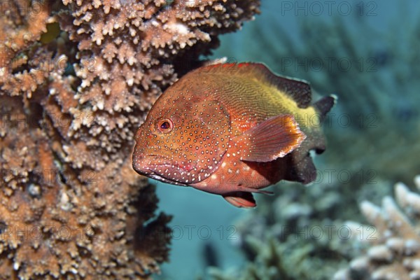 Mottled grouper (Cephalopholis hemistiktos) hiding among the corals, Red Sea, Hurghada, Egypt