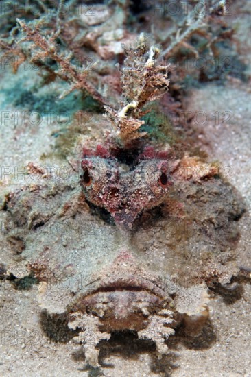 Portrait, Filamentous Devilfish (Inimicus filamentosus), on sandy bottom, Red Sea, Egypt