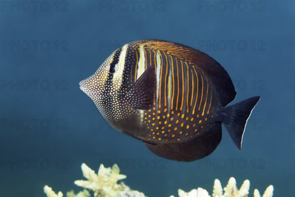Desjardin's sailfin tang (Zebrasoma desjardinii) swimming over coral reef, Red Sea, Egypt