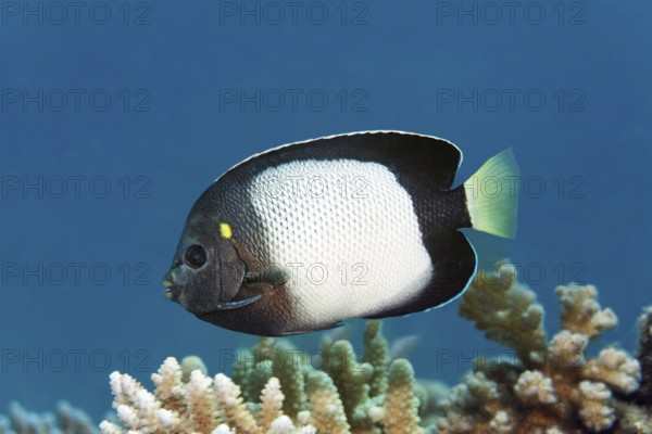 Red Sea Angelfish (Apolemichthys xanthotis), swimming over stony coral, Red Sea, Hurghada, Egypt