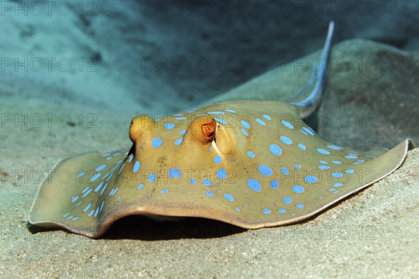 Blue spotted stingray (Taeniura lymma) from the front, lying on sandy bottom Red Sea, Hurghada, Egypt