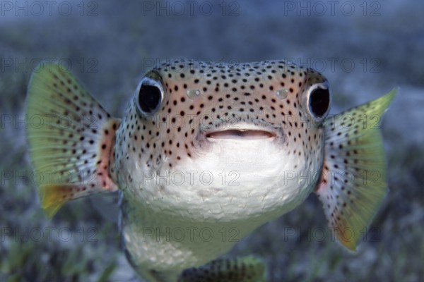 Portrait, Spot-fin porcupinefish (Diodon hystrix) swimming over coral reef, Sharm el Sheik, Egypt