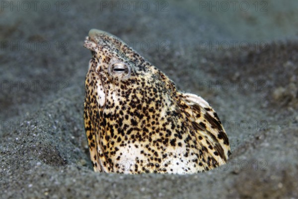 Marble snake eel (Callechelys marmorata) stretches its head out of the sandy bottom, Red Sea, Hurghada