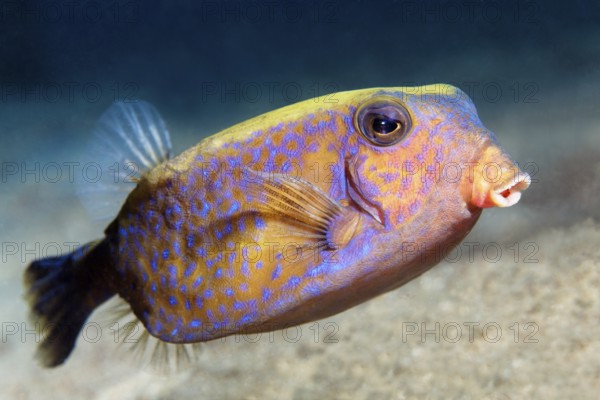 Arabian boxfish or blue-tailed boxfish (Ostracion cyanurus) swimming over sandy bottom, Red Sea, Egypt