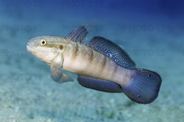 Butterfly goby, also known as green goby (Amblygobius albimaculatus), swims over sandy bottom, Red Sea, Egypt