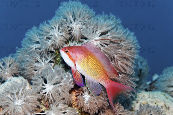 Jewelled flag perch (Pseudanthias squamipinnis), male, swimming in front of Xenia coral (Xenia sp.), Red Sea, Egypt