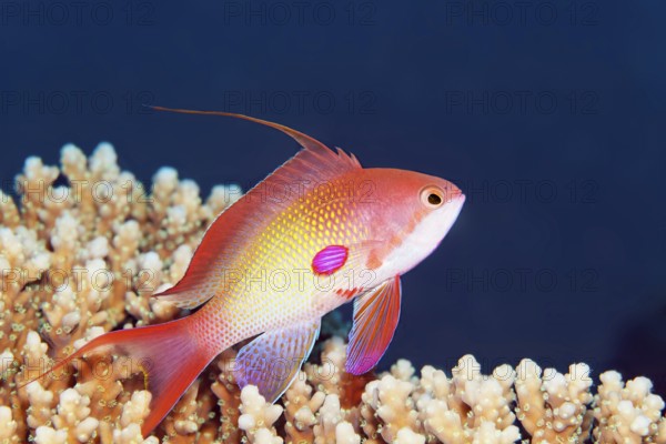 Jewelled flag perch (Pseudanthias squamipinnis), male, swimming over coral, Red Sea, Egypt