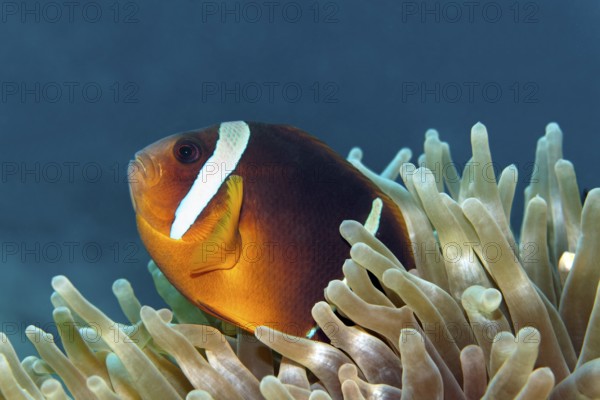 Red Sea anemonefish, (Amphiprion bicinctus), in its magnificent anemone, (Heterctis magnifica), Red Sea, Egypt