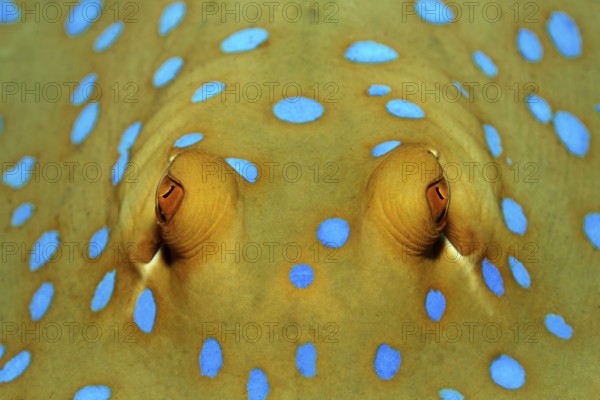 Portrait, Blue-spotted stingray (Taeniura lymma), Eyes, Red Sea, Hurghada, Egypt