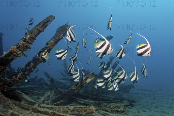 Schooling bannerfish (Heniochus diphreutes) seeks shelter in an old wooden shipwreck, Red Sea, Port Safaga, Egypt