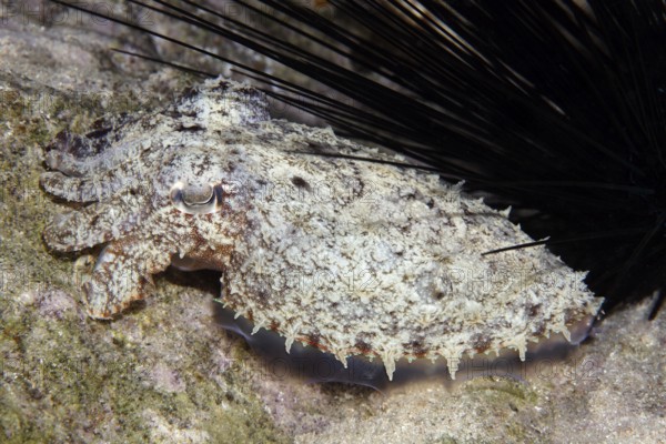 Broad-bodied sepia (Sepia latimanus) lies well camouflaged under sea urchins, Red Sea, Egypt