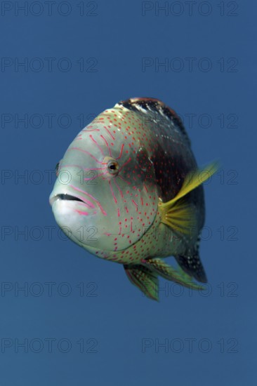 Portrait, Abudjubbe's damselfish (Cheilinus abudjubbe), swimming in blue water, Red Sea, Sharm el Sheik, Egypt