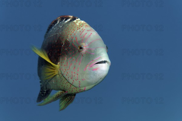 Portrait, Abudjubbe's damselfish (Cheilinus abudjubbe), swimming in blue water, Red Sea, Sharm el Sheik, Egypt