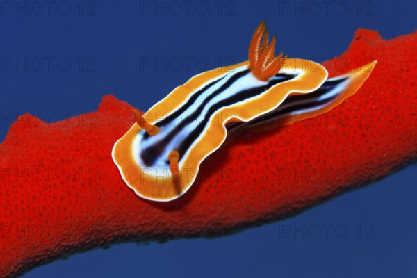 Pyjama nudibranch (Chromodoris quadricolo) crawling over fire sponge (Latrunculia magnifica, Red Sea, Sharm el Sheik, Egypt