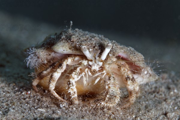 Aniculus retipes (Dardanus sp.) with small anemones on shell, sandy bottom, Red Sea, Sharme el Sheik, Egypt