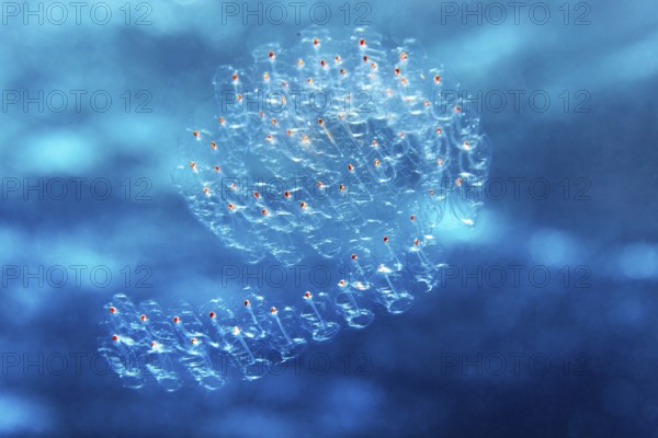 Salp colony, salp chain salp, (Thaliacea) drifting in the open sea, Red Sea, Egypt