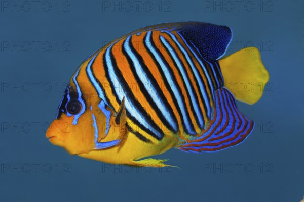 Peacock angelfish (Pygoplites diacanthus) swimming in blue water, Red Sea, Sharm el Sheik, Egypt