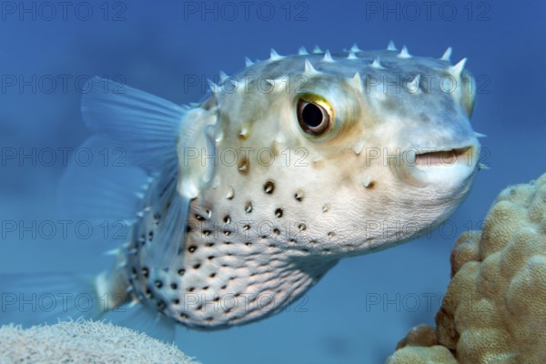 Yellow-spotted hogfish (Cyclichthys spilostylus) swimming over coral reef, Red Sea, Sharm el Sheik, Egypt