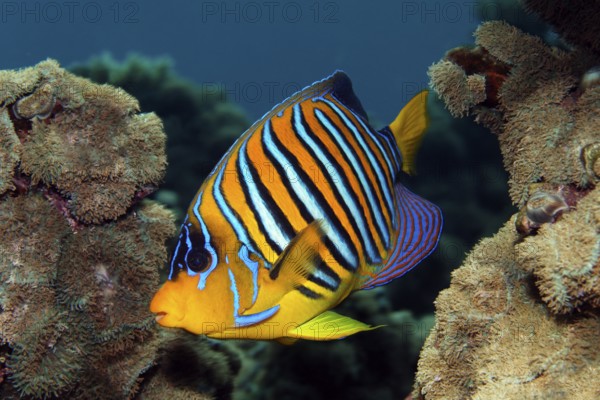 Peacock angelfish (Pygoplites diacanthus) swimming over coral reef with disc anemone (Discosoma rhodostoma), Red Sea, Sharm el Sheik, Egypt