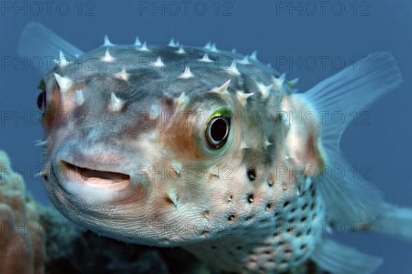 Portrait, Yellow-spotted hogfish (Cyclichthys spilostylus) swimming over coral reef, Red Sea, Sharm el Sheik, Egypt