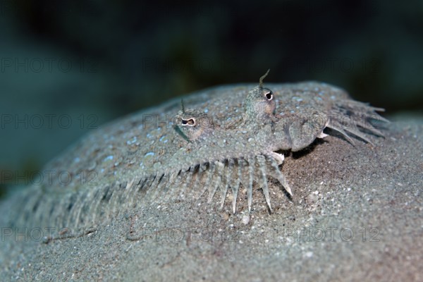 Portrait, panther turbot (Bothus pantherinus), lying on sandy bottom, Red Sea, Egypt
