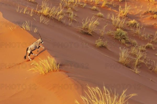 Gemsbok (Oryx gazella). Roaming the dunes of the Namib Desert. Aerial view from a helicopter. Namib-Naukluft Park, Namibia