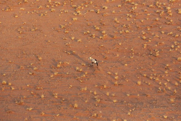Gemsbok (Oryx gazella). At a sandy plain in the Namib Desert. Aerial view from a helicopter. Namib-Naukluft Park, Namibia