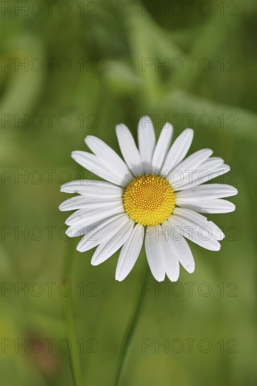 Daisy (Leucanthemum vulgare), flower in a meadow, close-up, macro, Wilnsdorf, North Rhine-Westphalia, Germany