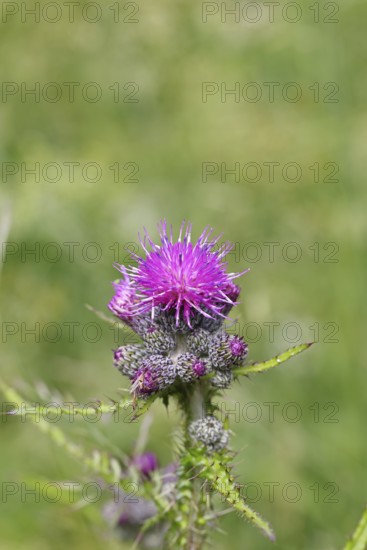 Marsh thistle (Cirsium palustre), flowers, Wilnsdorf, North Rhine-Westphalia, Germany