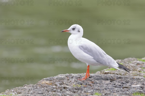 Black-headed gull (Chroicocephalus ridibundus), standing on a wall on the lakeshore, Lake Chiemsee, Prien, Bavaria, Germany