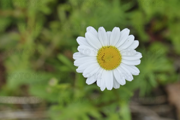 Daisy (Leucanthemum vulgare), flower in a meadow, close-up, macro, Wilnsdorf, North Rhine-Westphalia, Germany