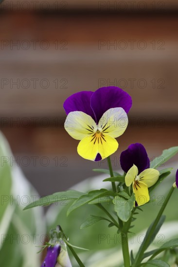 Horned violet (Viola cornuta hybrid), pansy, plants, flowers, violet family, Wilnsdorf, North Rhine-Westphalia, Germany