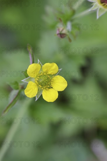 Wood avens (Geum urbanum), Benediktenwurzel, Buschnelkenwurzel, Heil aller Welt, Mannskraftwurzel, Märzwurz, Mauernelkenwurzel, Nagelwurzel, Nardenwurzel, Weinwurzel, Blüte an einem Waldweg, Blüte, Heilpflanze, Wilnsdorf, North Rhine-Westphalia, Germany