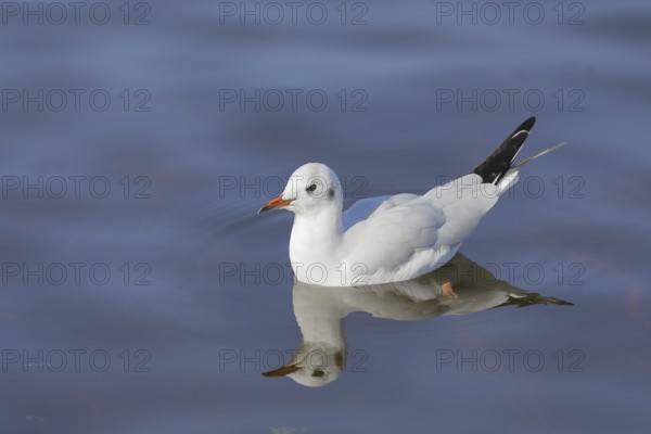 Black-headed gull (Chroicocephalus ridibundus), swimming on the lake, with reflection, Chiemsee, Prien, Bavaria, Germany