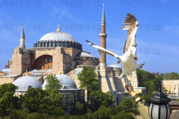 People feeding seagulls near Hagia Ayasofya, Sophia Grand Mosque in Istanbul, Turkey. Marvel of Islamic architecture