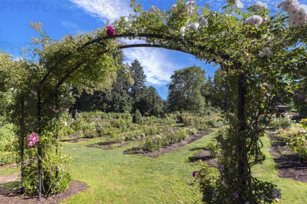 Portland Rose Garden in Washington Park, Oregon