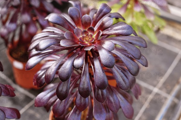 Close up of 'Aeonium Arboreum' succulent with dark purple leaves. Decorative rosette-shaped plant in pot